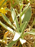 Corbeille d'or - Aurinia Saxatilis (ss esp Saxatilis)(fam. Brassicacees)(Europe cent. & ori.)(4) (Photo F. Mrugala)